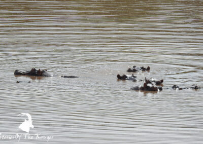Hippos In The Shingwedzi River Kruger National Park