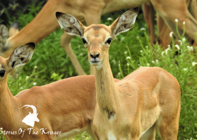 Impala Baby Shingwedzi Kruger National Park