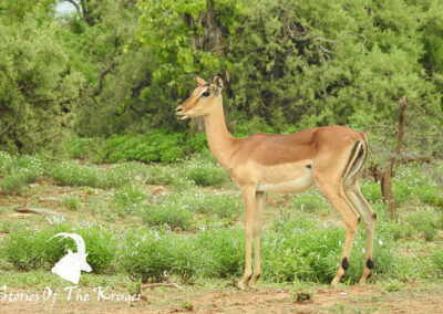 Impala Ewe Standing Near Some Woodland Kruger National Park