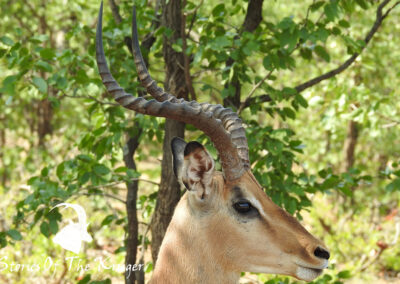 Impala Ram Head Shot Kruger National Park