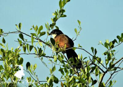 Juvenile Burchells Coucal In The Thicket