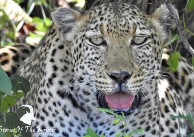 Leopard Male Near Shingwedzi Kruger National Park