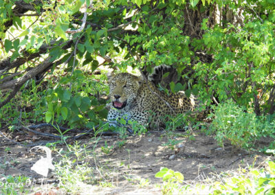 Leopard Resting Near Shingwedzi Kruger National Park