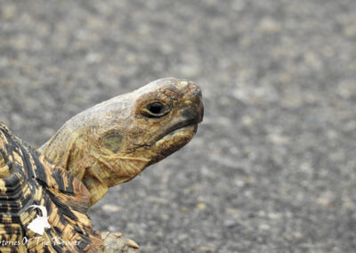 Leopard Tortoise Close Up Shot Of The Head
