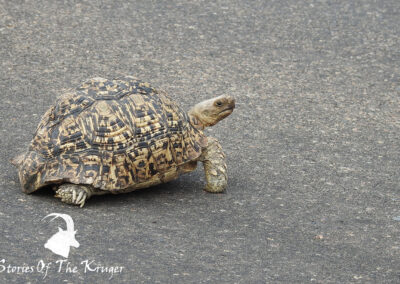 Leopard Tortoise Crossing The Road Kruger National Park