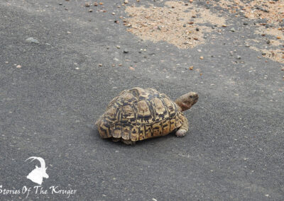 Leopard Tortoise On The Way To Pafuri Kruger Park