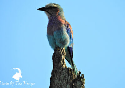 Lilac Breasted Roller Bird Kruger National Park