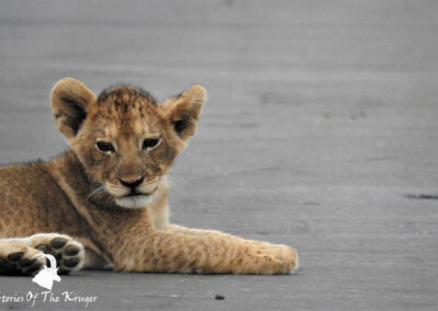 Lion Cub Close Up Kruger National Park