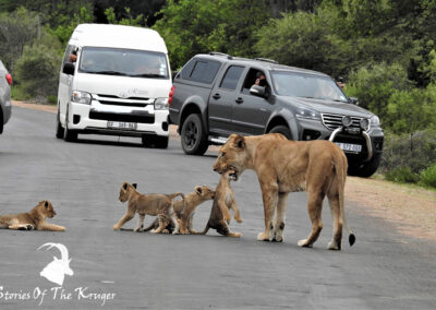 Lion Cub Roadblock Close To Shingwedzi