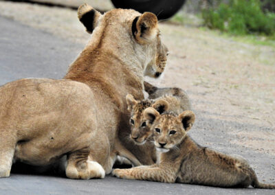 Lion Cub Siblings With Their Mother Shingwedzi