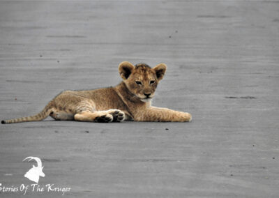 Lion Cub Sitting In The Road Shingwedzi Area