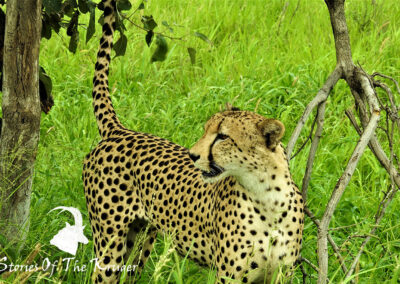 Male African Cheetah Scent Marking Punda Maria