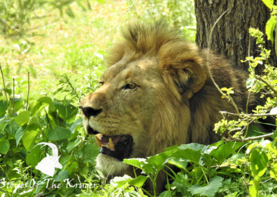 Male African Lion Cooling Off In The Shade Kruger Park