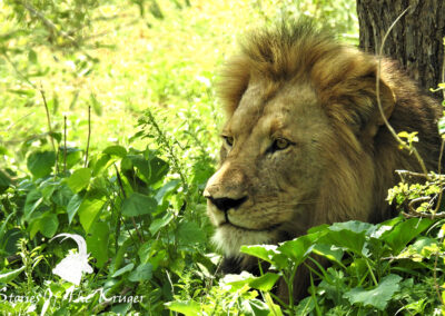 Male African Lion With Big Mane Near Mopani Kruger National Park