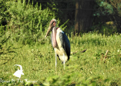 Marabou Stork Ugly Five At Satara