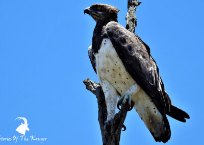 Martial Eagle At Grootvlei Dam Shingwedzi Mopani Region