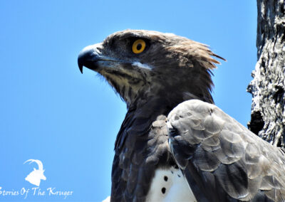 Martial Eagle Close Up Kruger National Park Birds Of Prey