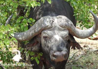 Old African Buffalo Bull Kruger National Park