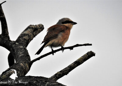 Red Backed Shrike In The Early Morning