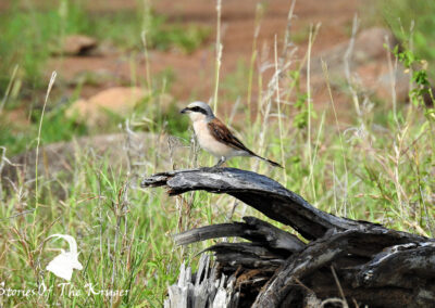Red Backed Shrike On A Log In The Northern Kruger