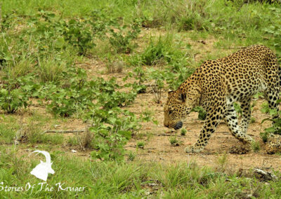 Shingwedzi Leopard Marking His Territory Kruger National Park