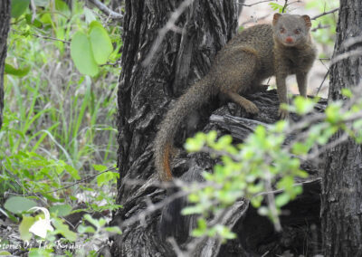 Slender Mongoose In A Tree Shingwedzi Kruger National Park