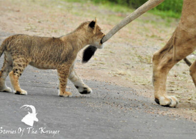 Small Lion Cub Playing Shingwedzi Kruger