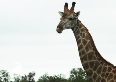 Southern Giraffe Close Up Near Mopani Kruger Park