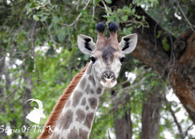 Southern Giraffe Juvenile Near Shingwedzi Kruger