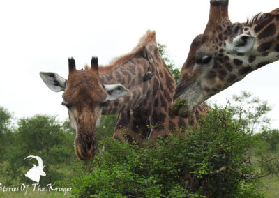 Southern Giraffe Pair Browsing On The Same Shrub Kruger Park