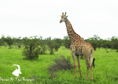 Southern Giraffe Standing In The Open Shingwedzi Kruger Park