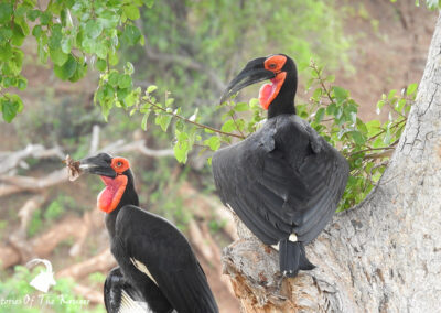 Southern Ground Hornbills On The Tar Road To Shingwedzi Kruger Park