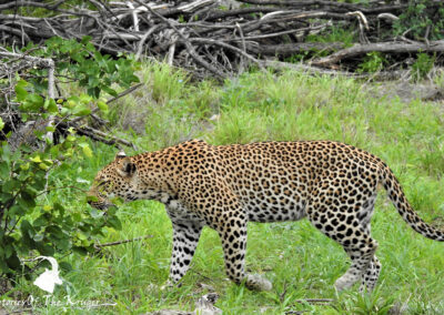 Southern Leopard Walking Close To Shingwedzi