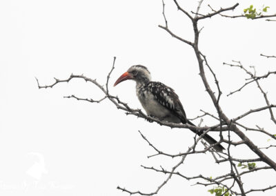 Southern Red Billed Hornbill Kruger National Park