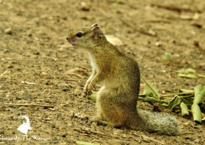 Southern Tree Squirrel On The Pafuri Loop Kruger Park
