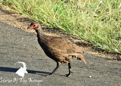 Swainsons Spurfowl In The Road Kruger National Park