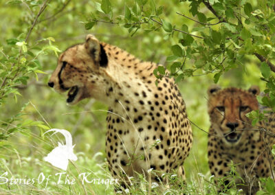 Three African Cheetah Brothers Near Olifants In The Kruger