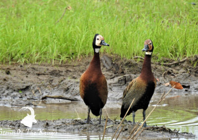 White Faced Whistling Ducks Kruger National Park