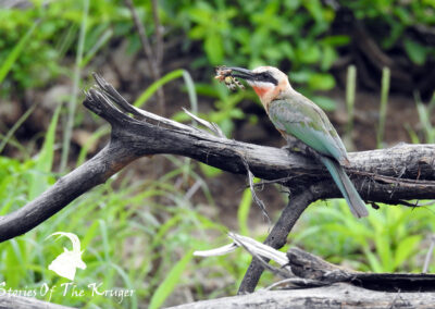 White Fronted Bee Eater With Lunch On The Pafuri Loop Kruger