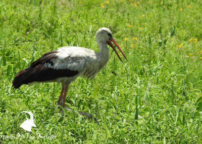 White Stork On The Open Grasslands Near Mopani Kruger Park