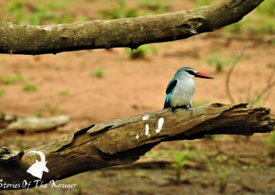 Woodland Kingfisher Perched On A Dead Tree Pafuri Kruger Park