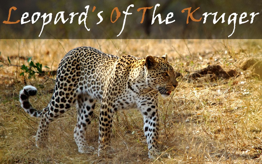 Leopards Of The Kruger National Park