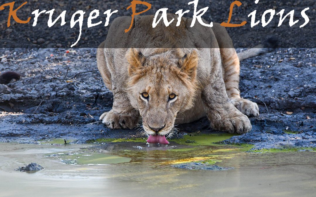 Lions Of The Kruger National Park