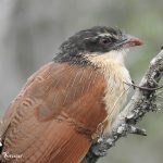 Burchells Coucal Portrait In The Open Near Lower Sabie In The Kruger National Park - Also Known As The Rainbird