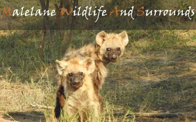 Malelane Wildlife And South Kruger