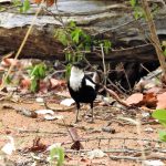 Arnot's Chat Sirheni Bird Watching Kruger National Park Birding Tours And Rare Birds